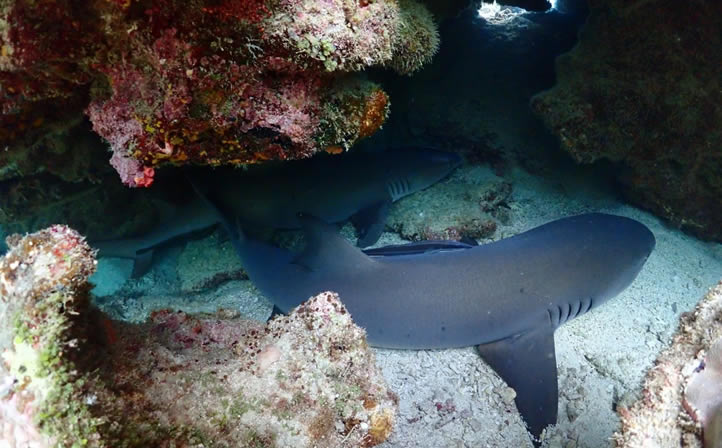 笑顔のお客さん